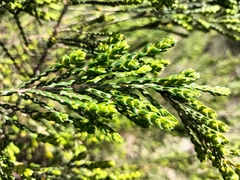 Passerina