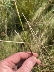 Juncus torreyi