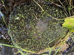 Aulacomnium palustre