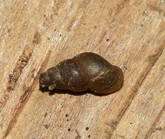 Potamopyrgus antipodarum