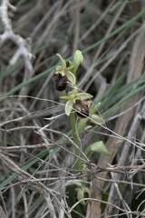 Ophrys