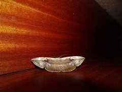 Hypopyra vespertilio