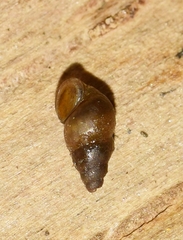 Potamopyrgus antipodarum