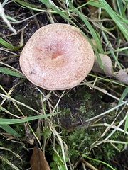 Lactarius quietus