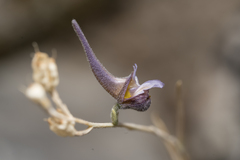 Delphinium peregrinum