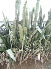 Sansevieria zeylanica