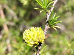 Cliffortia