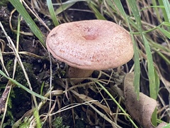 Lactarius quietus