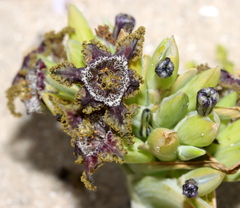 Ferraria foliosa