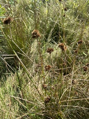 Juncus torreyi