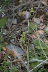 Ophrys