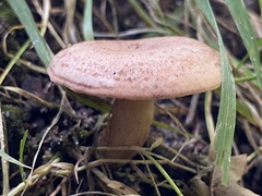 Lactarius quietus