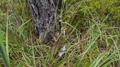 Lobelia brevifolia