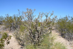 Cylindropuntia ramosissima