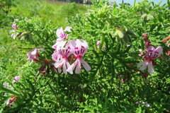 Pelargonium radens