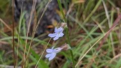 Lobelia brevifolia