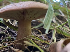 Lactarius quietus