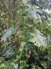 Anthurium pulverulentum