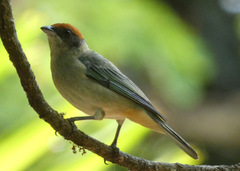 Stilpnia vitriolina