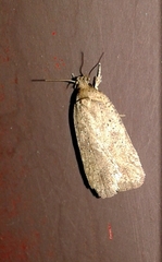Agonopterix