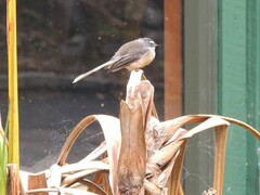 Rhipidura fuliginosa fuliginosa