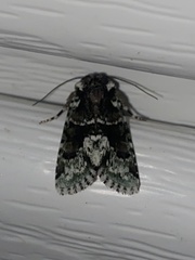 Lacinipolia explicata