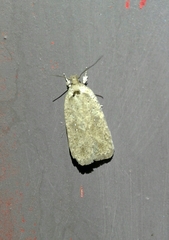 Agonopterix