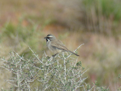 Amphispiza bilineata