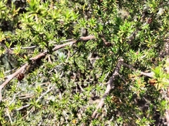 Cliffortia