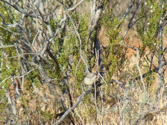 Amphispiza bilineata