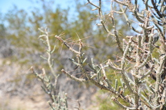 Cylindropuntia ramosissima