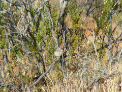 Amphispiza bilineata