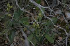 Ophrys