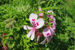 Pelargonium radens