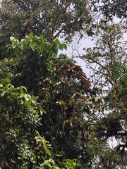 Columnea medicinalis