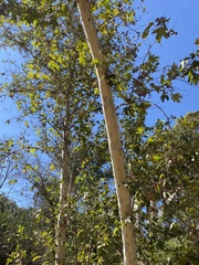Platanus racemosa