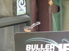 Rhipidura fuliginosa fuliginosa