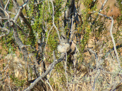 Amphispiza bilineata