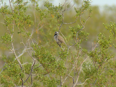Amphispiza bilineata