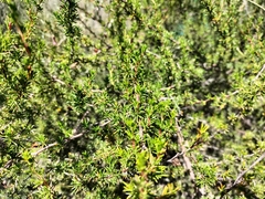 Cliffortia