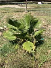 Washingtonia