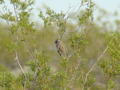 Amphispiza bilineata