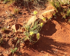 Bulbine capitata