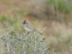 Amphispiza bilineata
