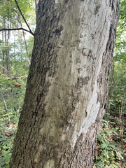 Platanus occidentalis