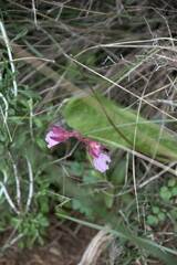 Anacamptis papilionacea