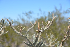 Cylindropuntia ramosissima