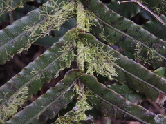 Marchantiophyta