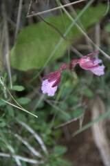 Anacamptis papilionacea
