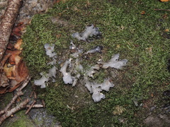 Pseudocyphellaria
